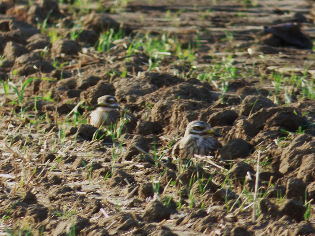 STONE CURLEW