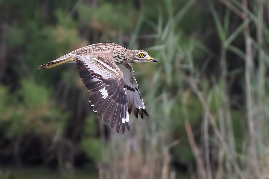 Stone Curlew