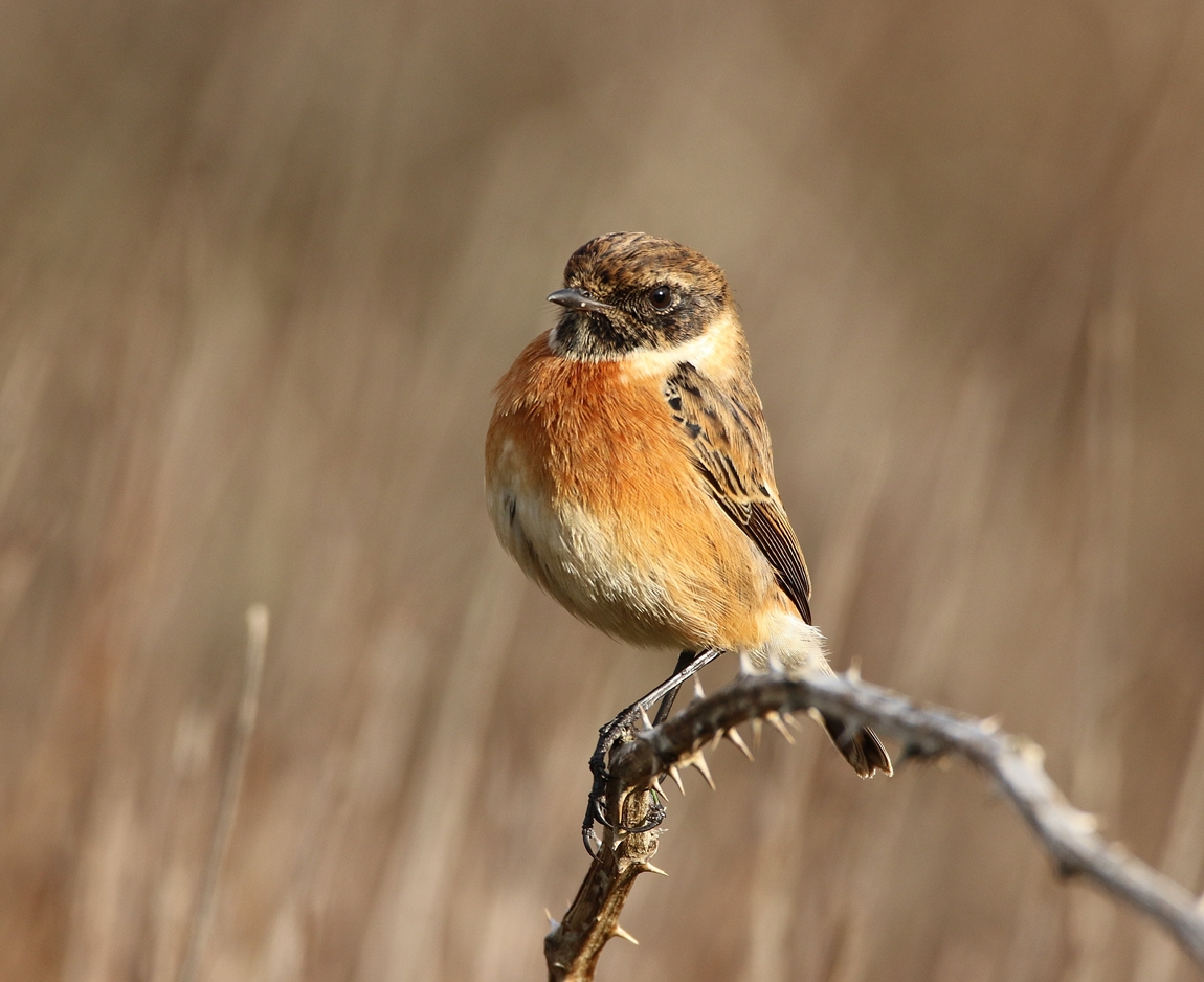 Stonechat (1) 2.jpg