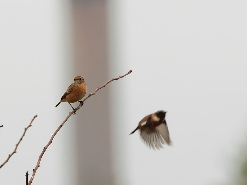 Stonechat couple