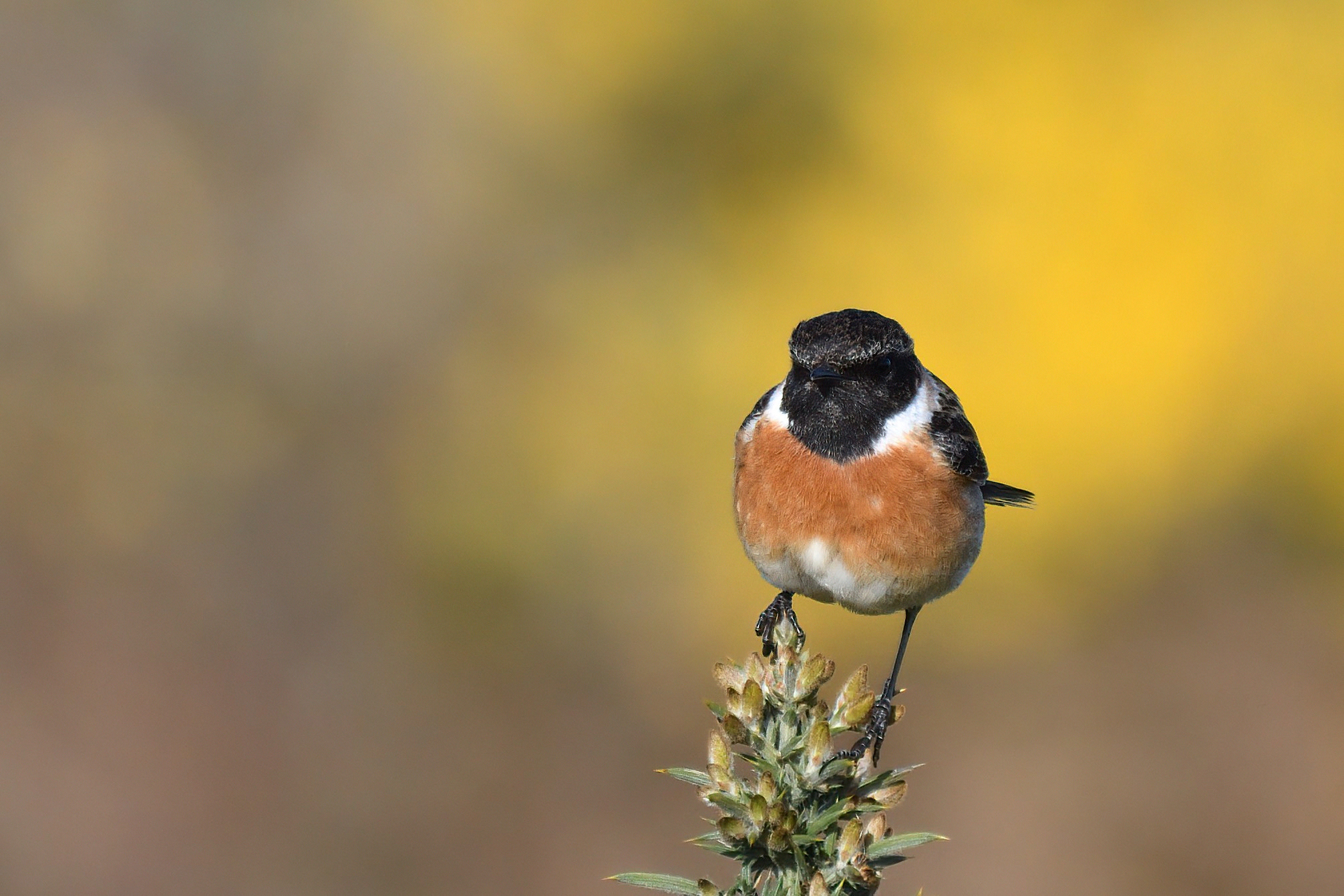 Stonechat Male_01.JPG