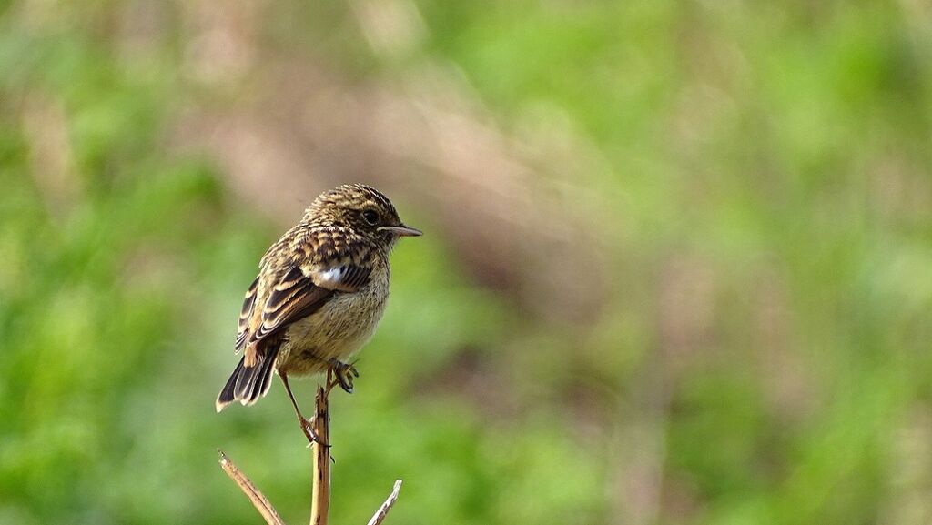 Stonechat (Saxicola rubicola)