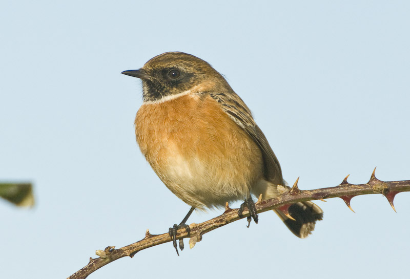 Stonechat