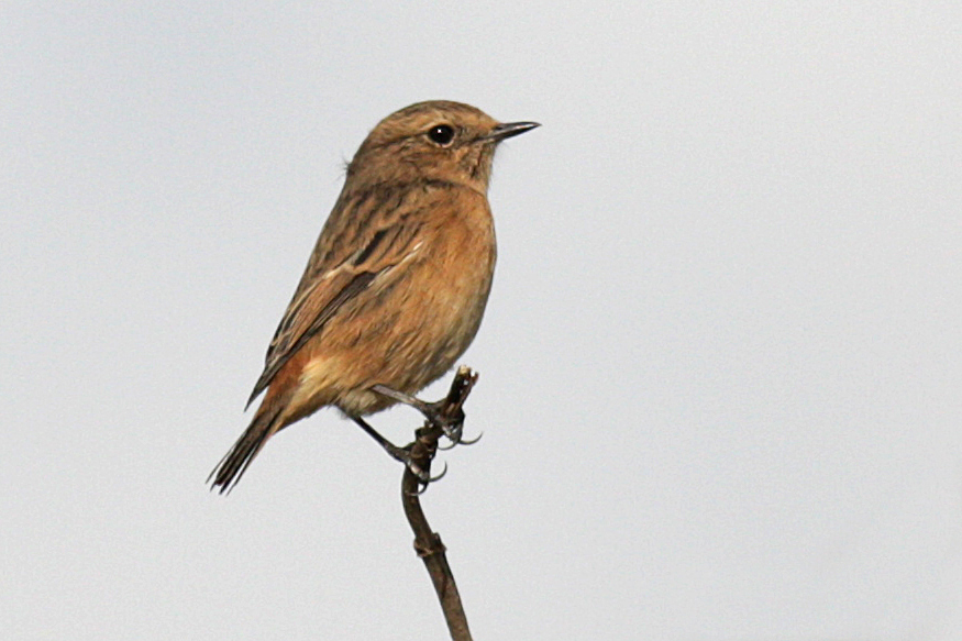 Stonechat