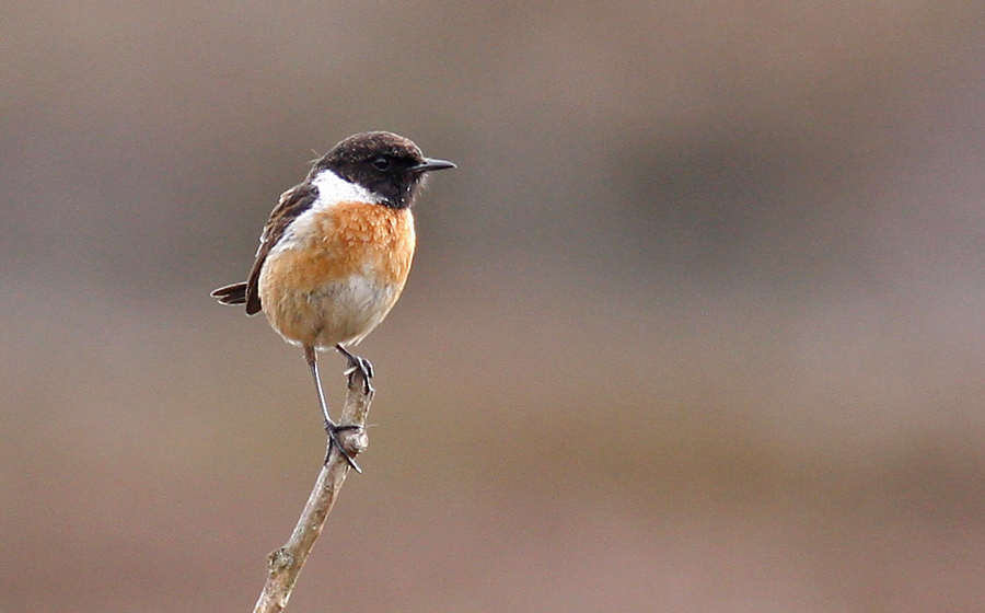 Stonechat