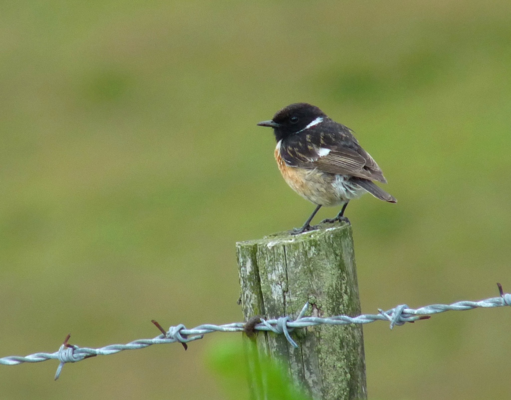 Stonechat