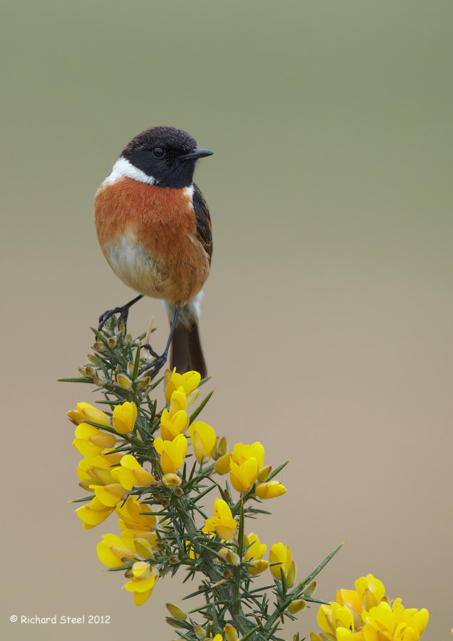 Stonechat