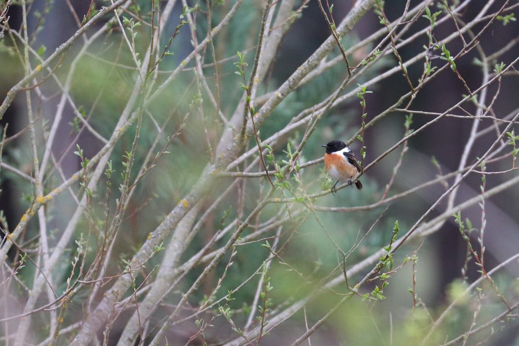 Stonechat