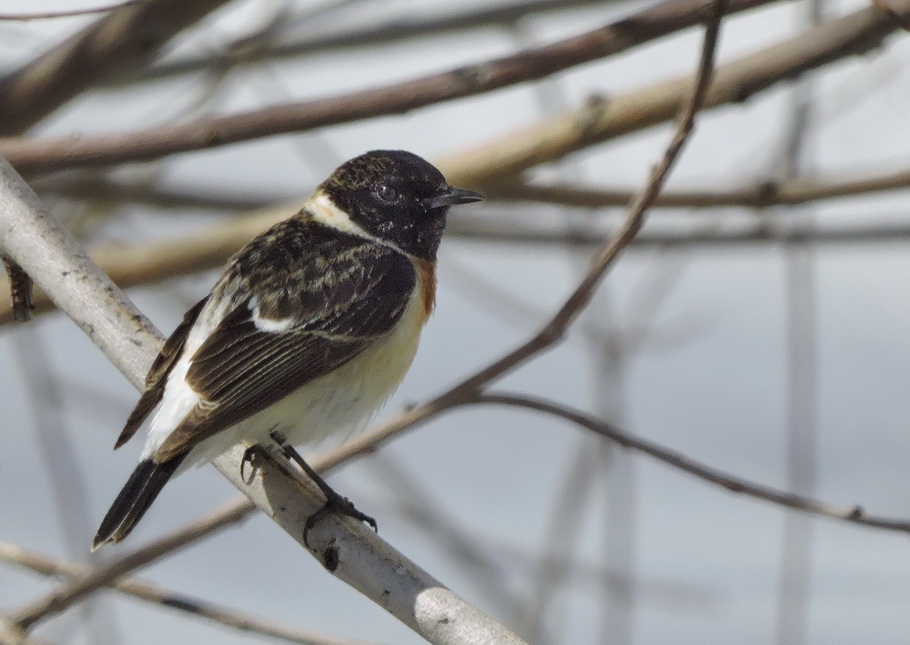 Stonechat