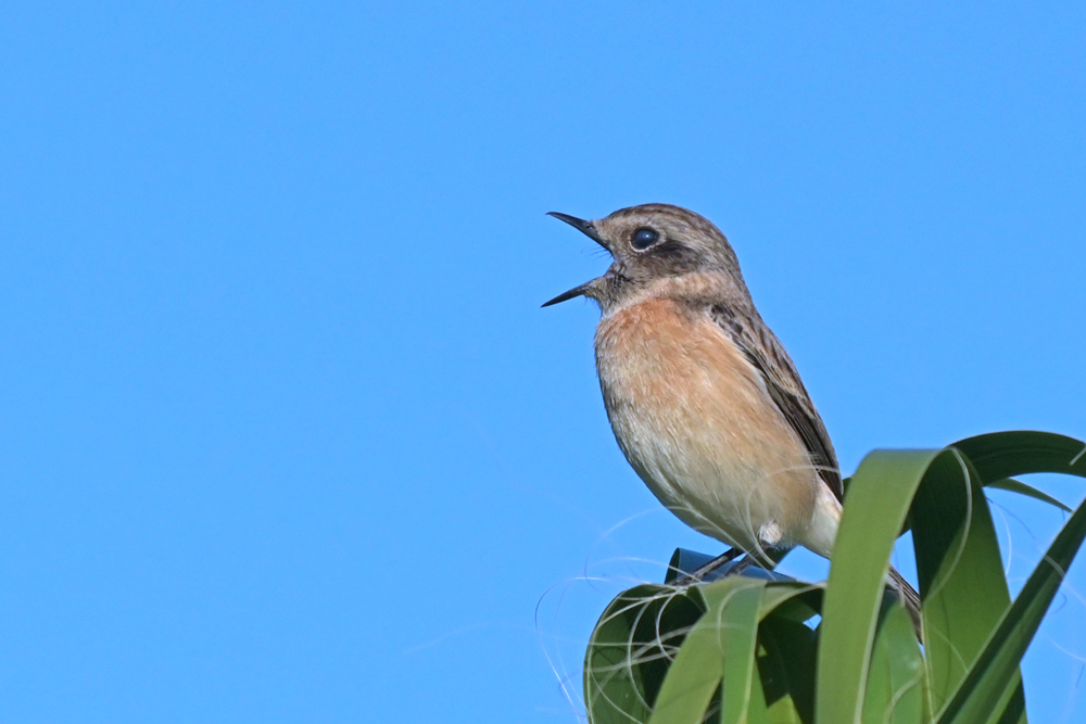 Stonechat