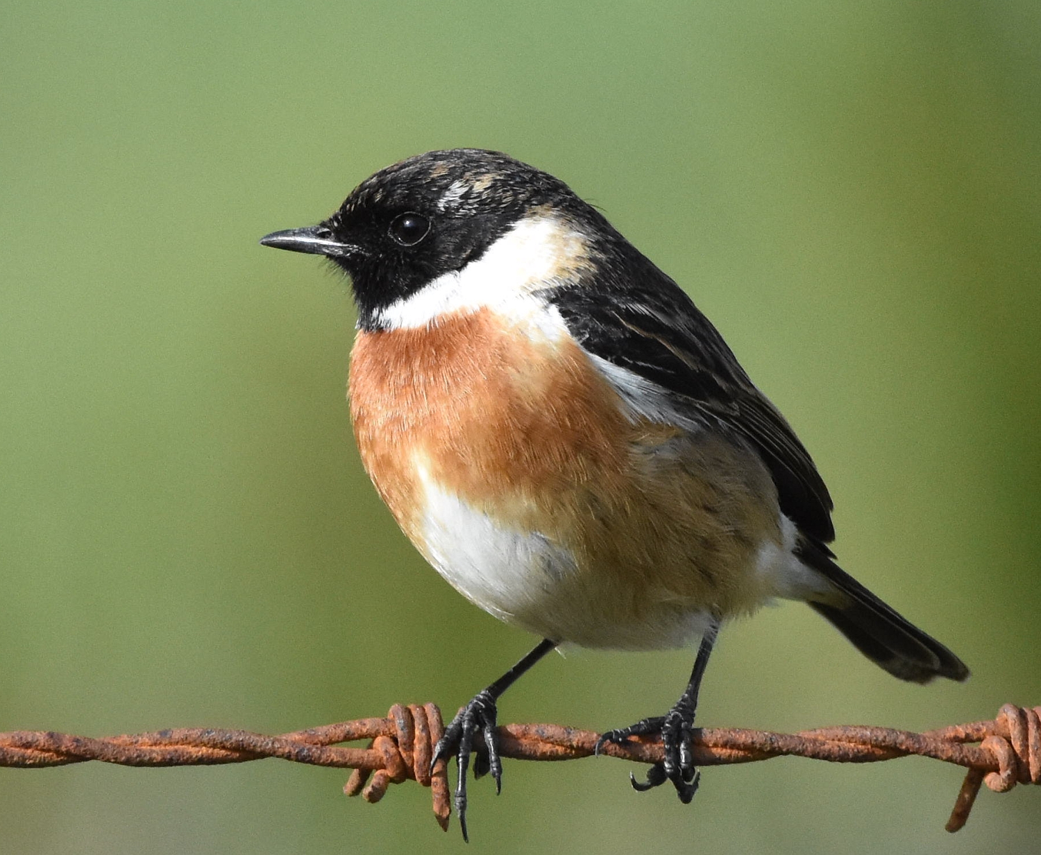 Stonechat