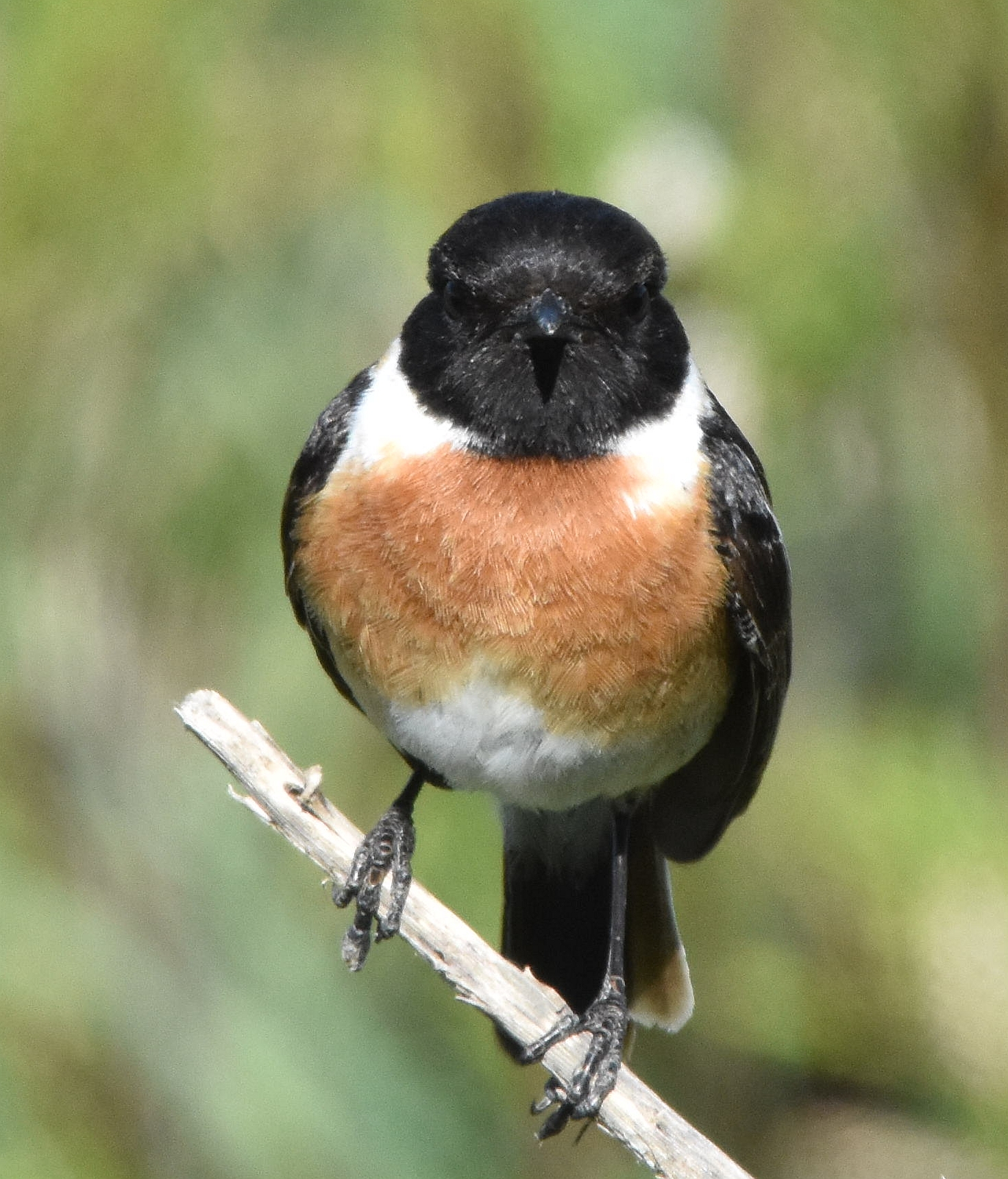 Stonechat