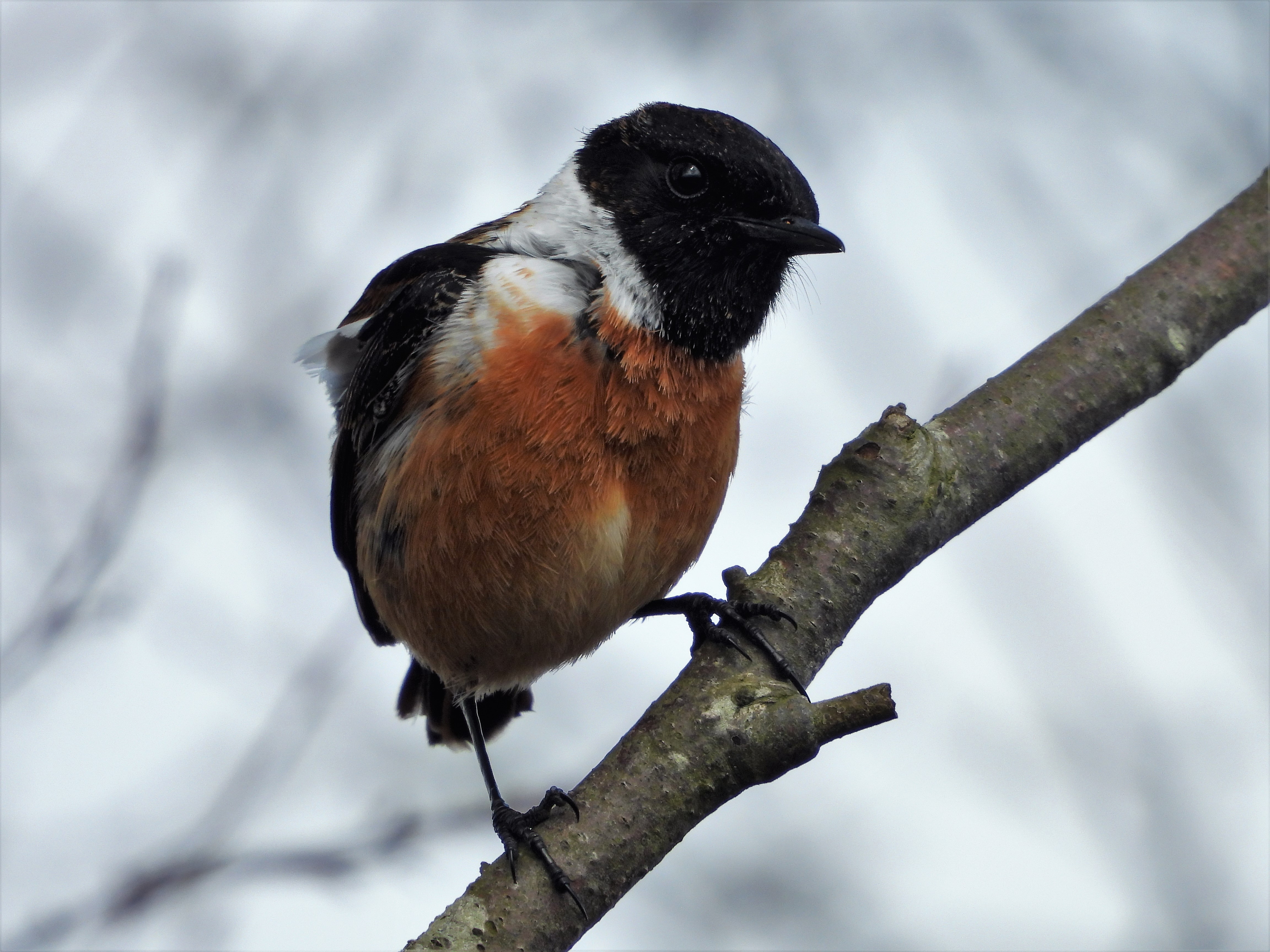 Stonechat