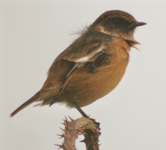 Stonechat