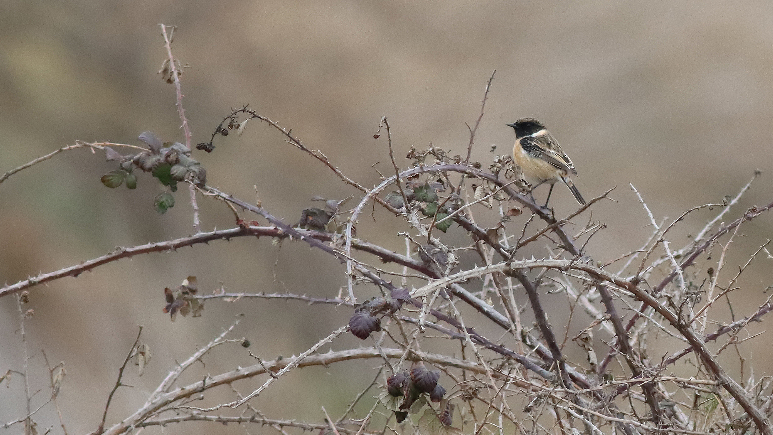 stonechat