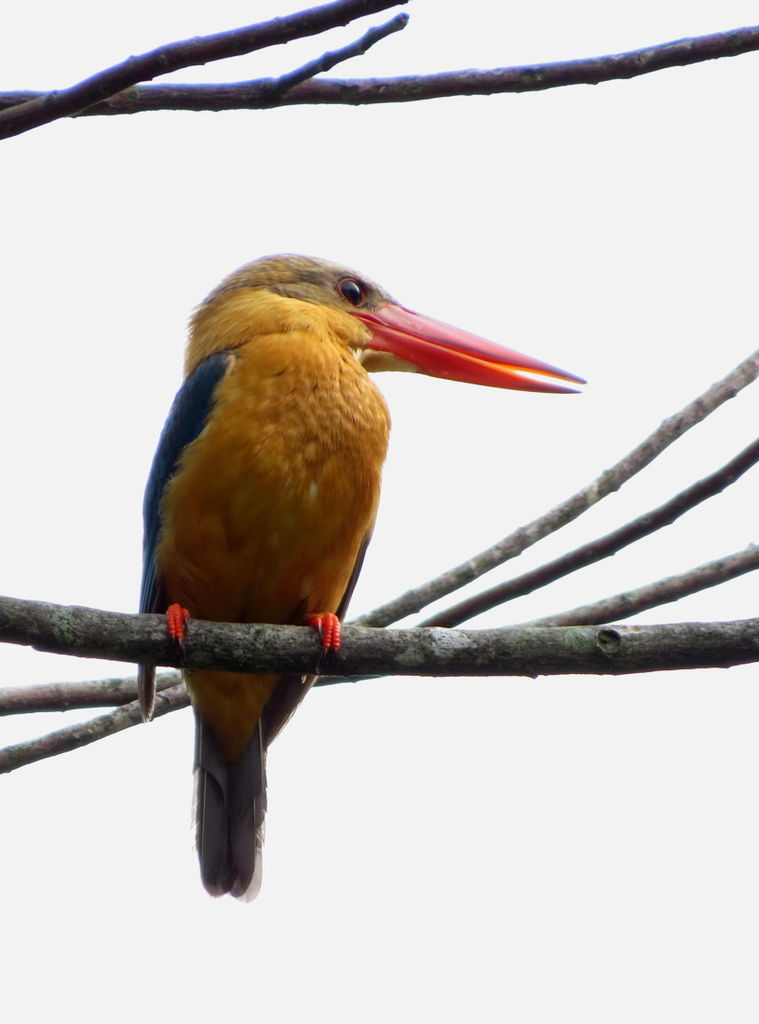 Stork Billed Kingfisher