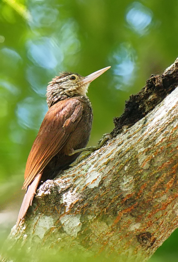 Straight-billed Woodcreeper