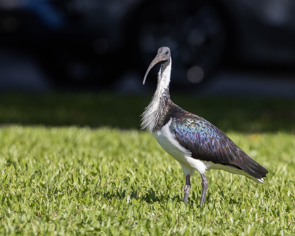 Straw-necked Ibis