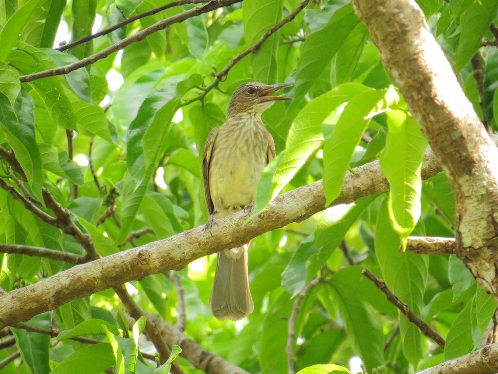 Streak-breasted Bulbul