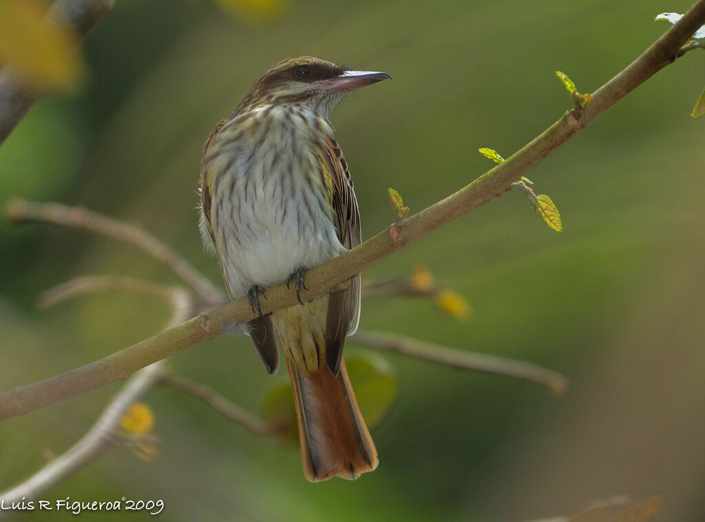 Streaked Flycatcher