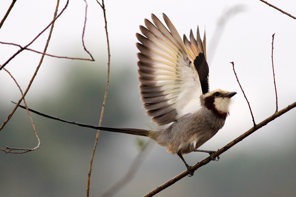 streamer-tailed tyrant