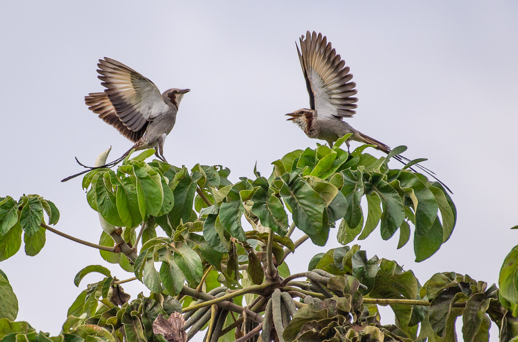 Streamer-tailed Tyrant