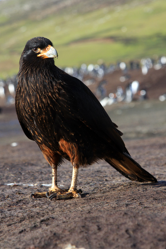 Striated Caracara