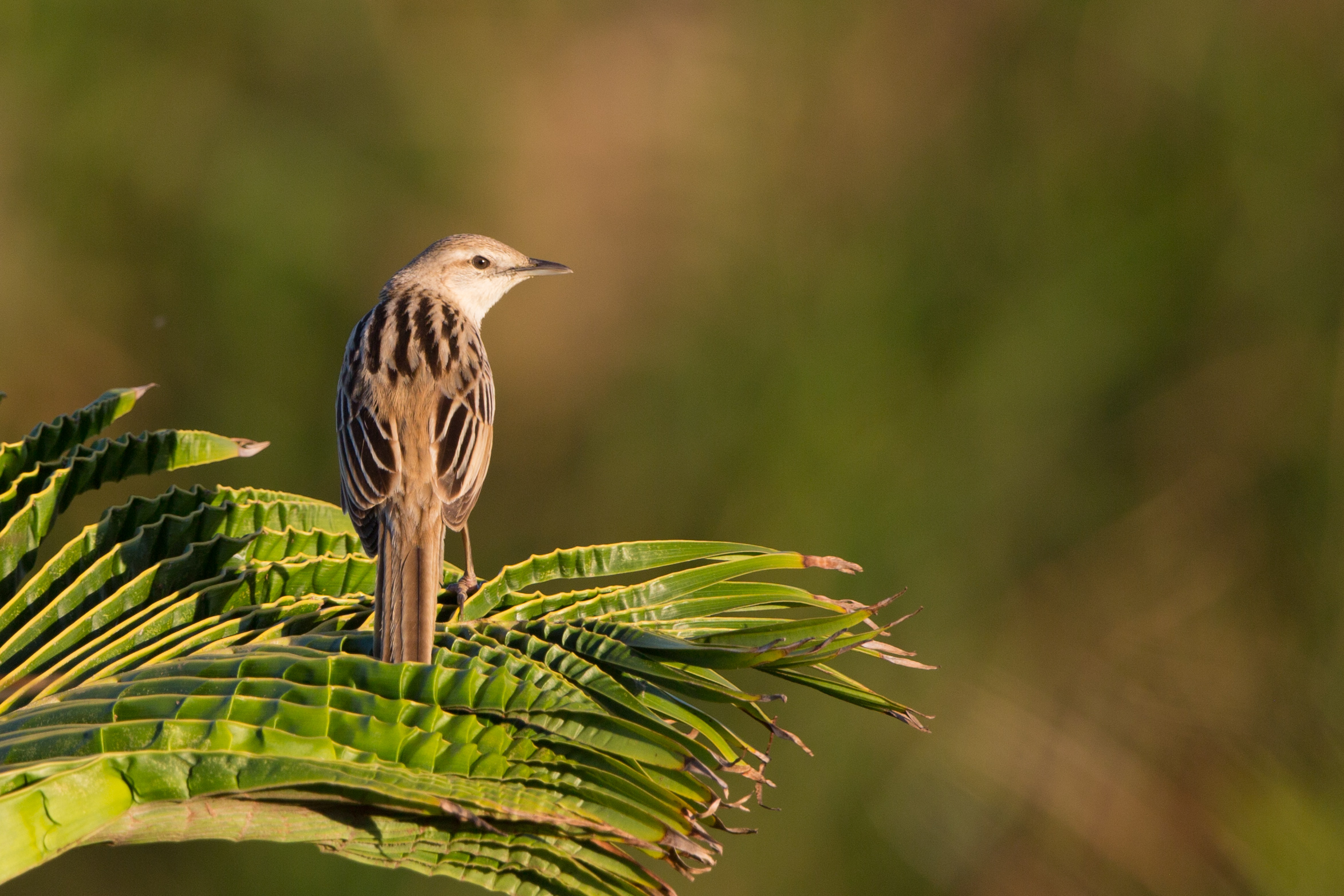 Striated Grassbird