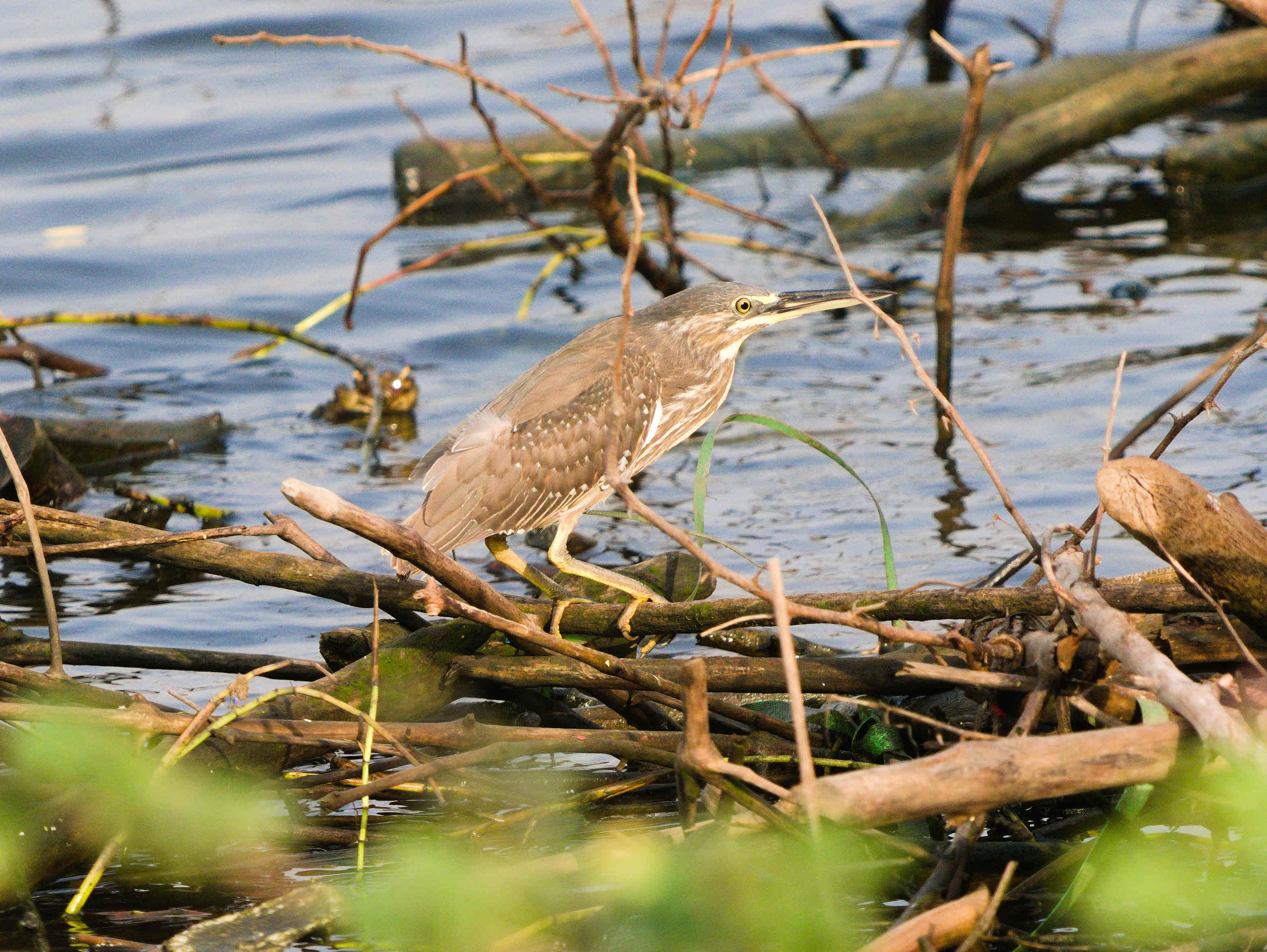 Striated Heron Juvenile 1-1.jpg