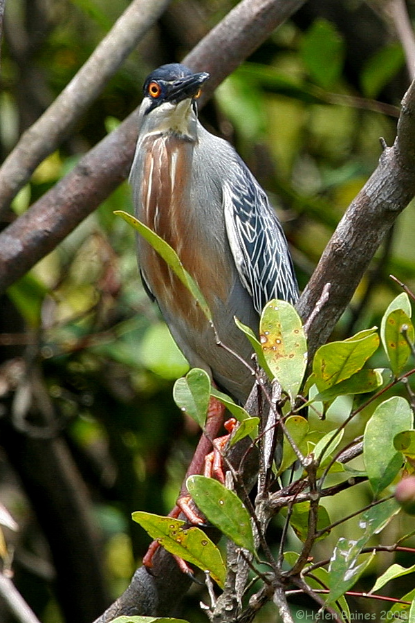 Striated Heron