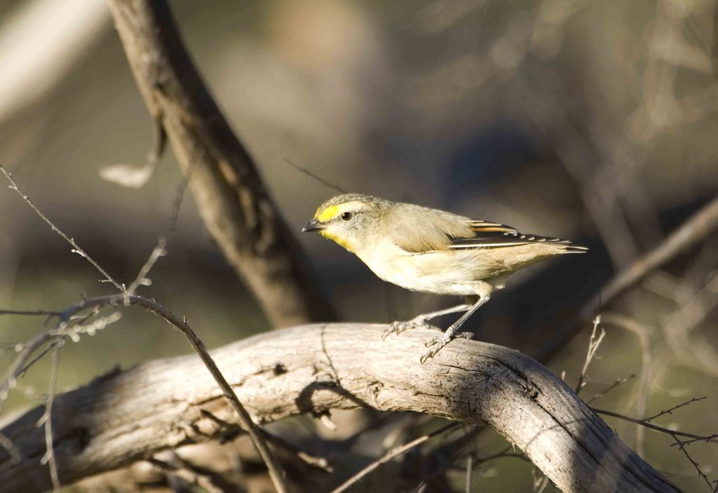 Striated Pardalote