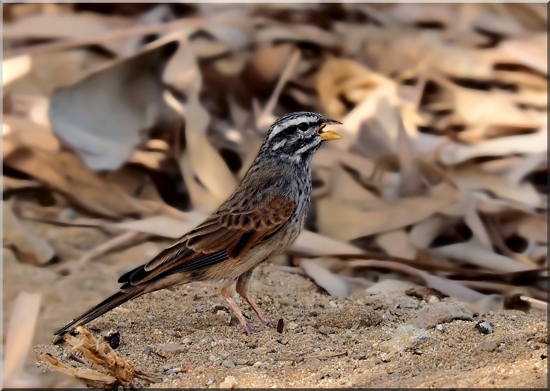 striolated bunting