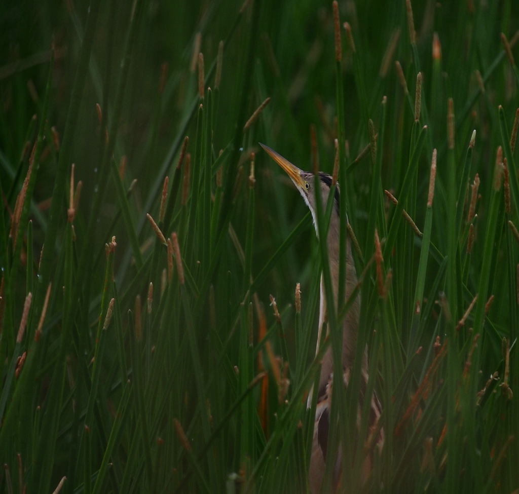 Stripe-backed Bittern