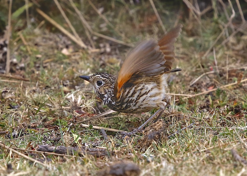 Stripe-headed Antpitta