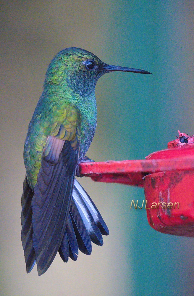 Stripe-tailed Hummingbird