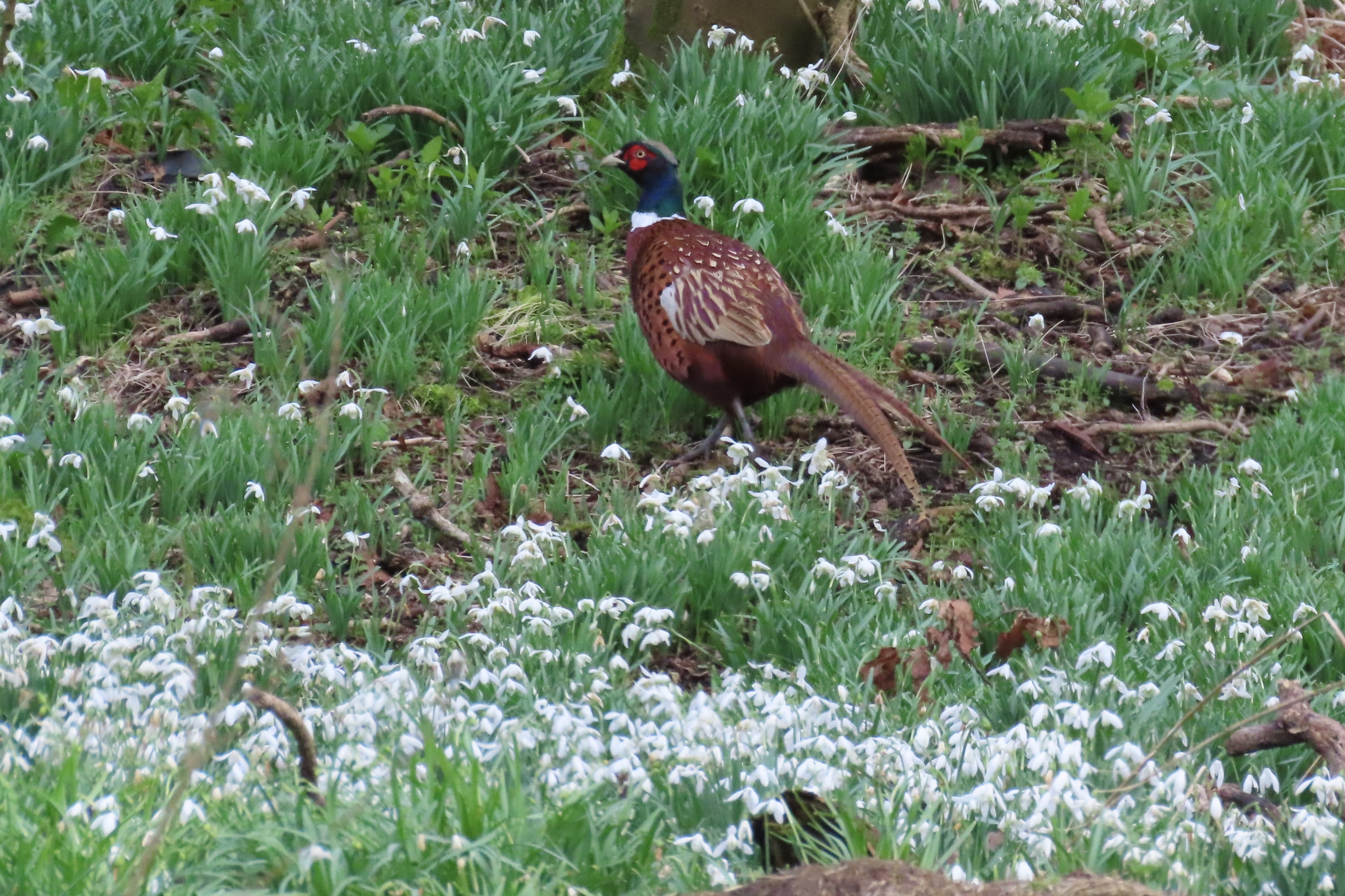 Strolling among the snowdrops