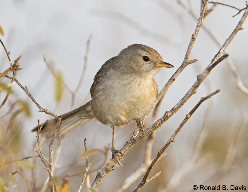 Subdesert Brush Warbler MAD SER