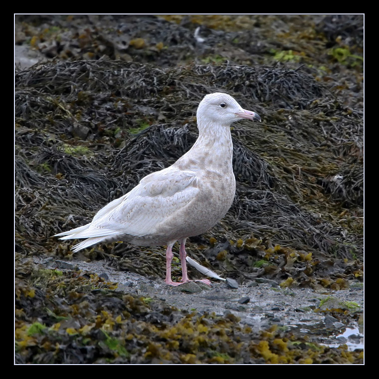 Summer Glaucous Gull