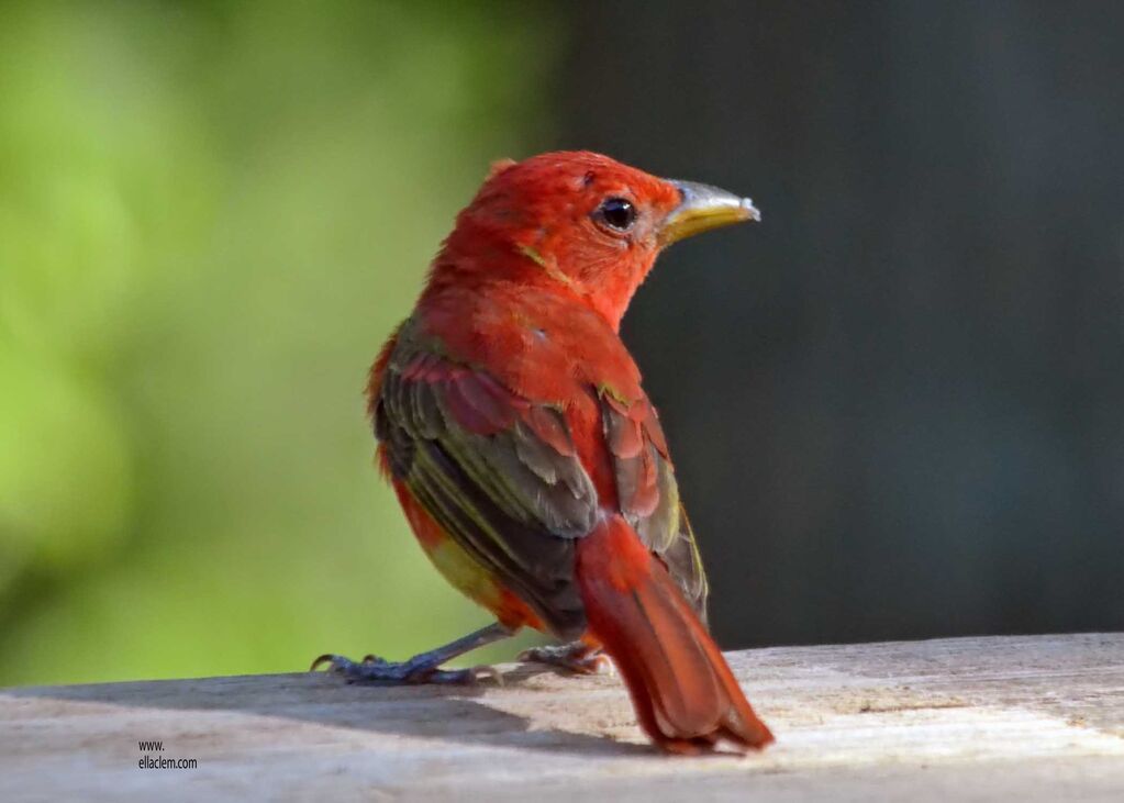 Summer Tanager