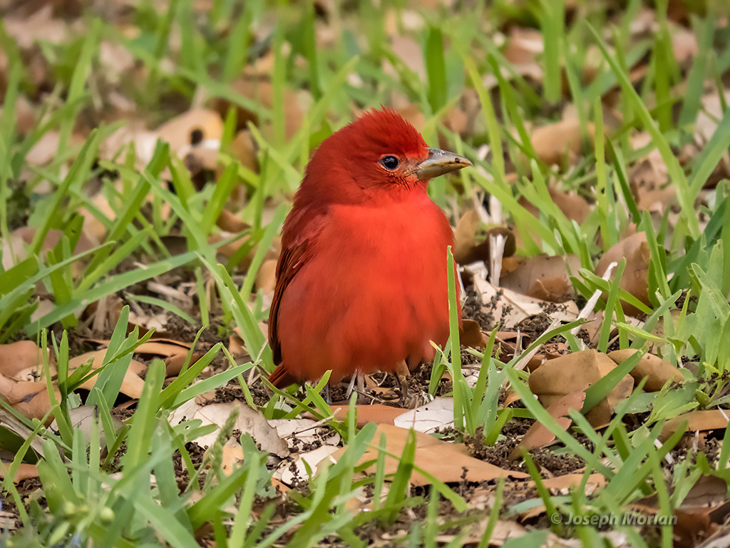 Summer Tanager