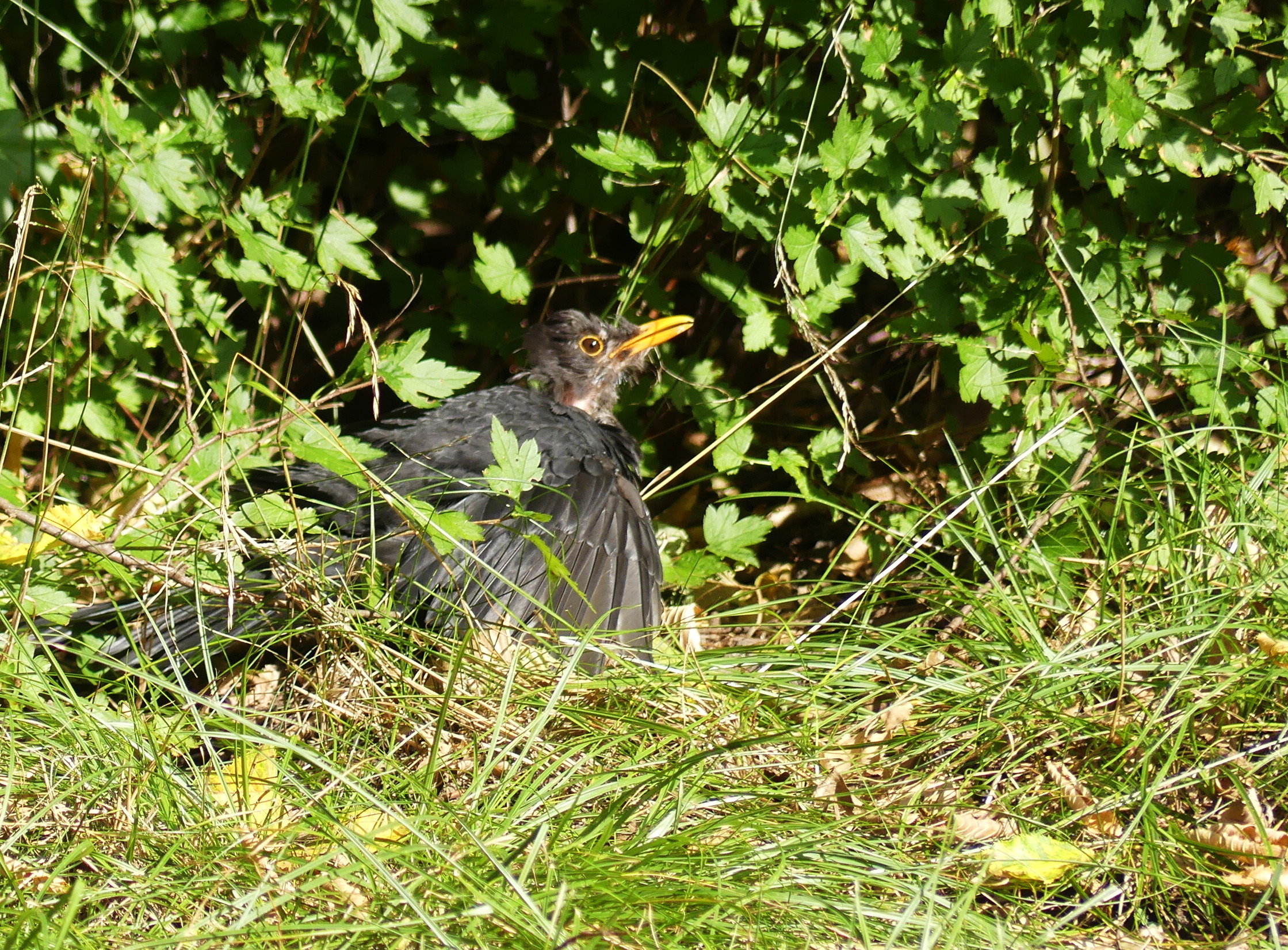 Sunbathing Blackbird
