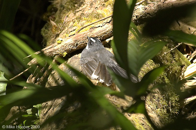 Sunbathing Fantail