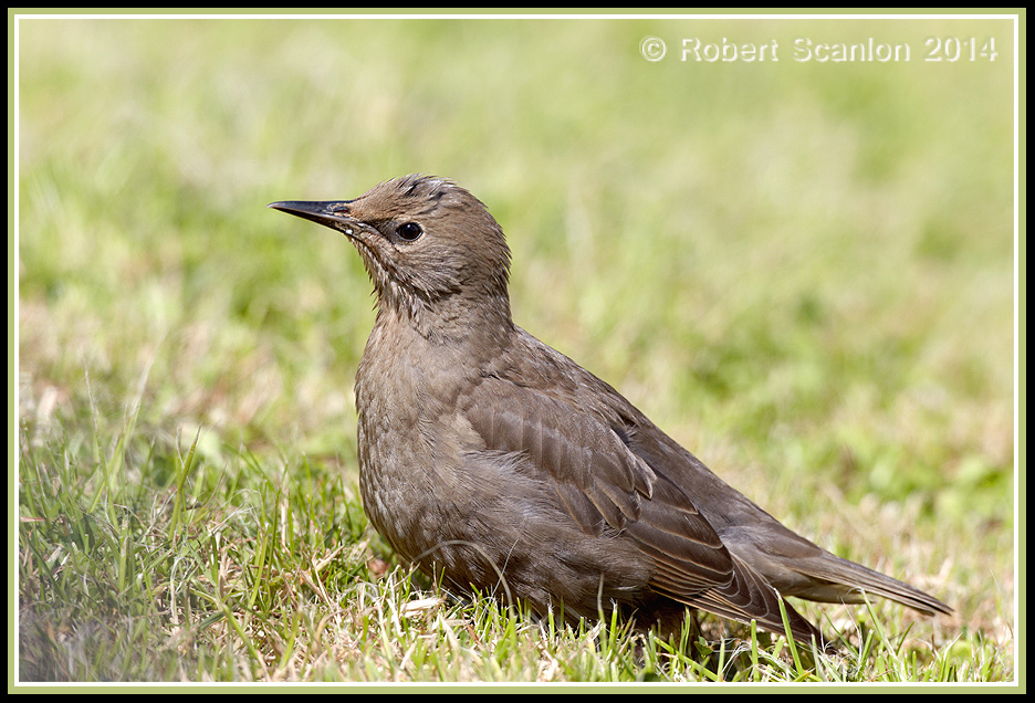 Sunbathing Starling