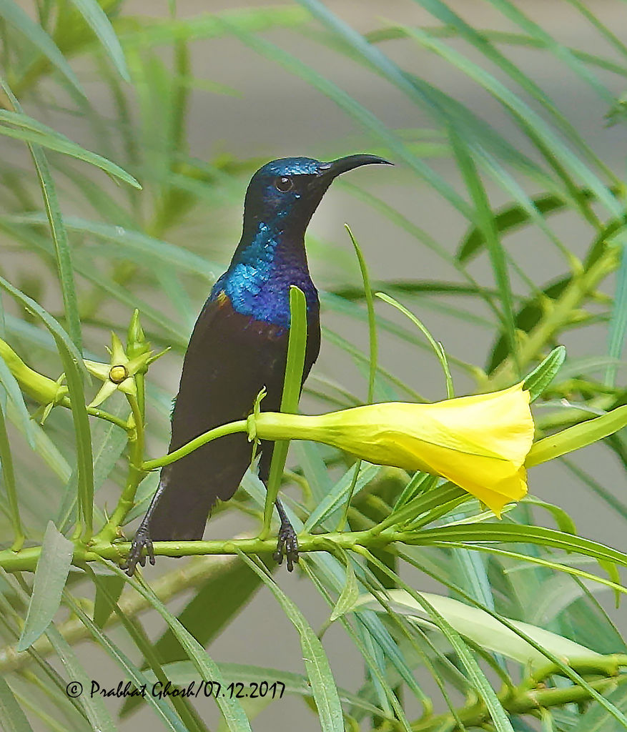 Sunbird
