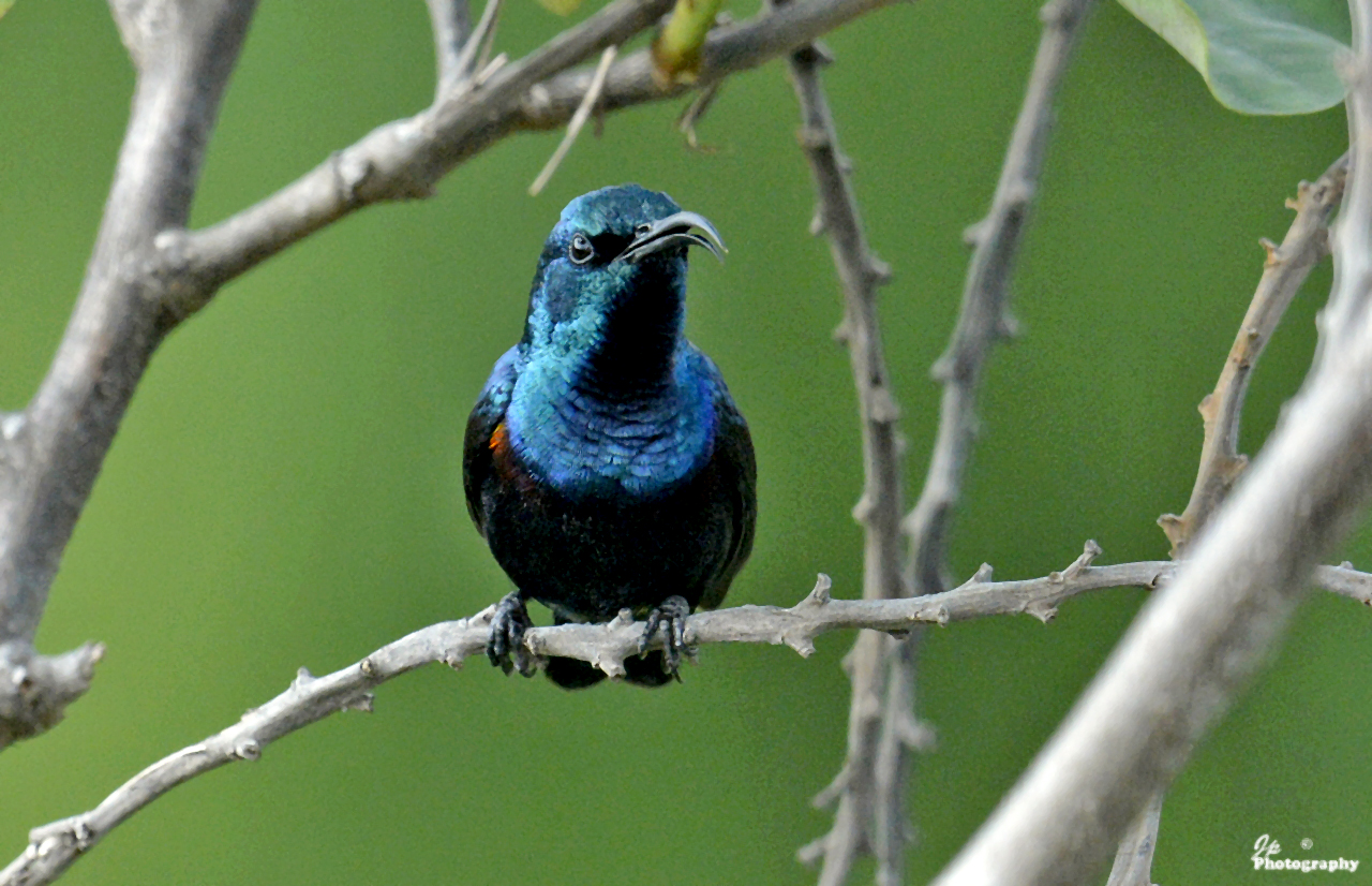 Sunbird