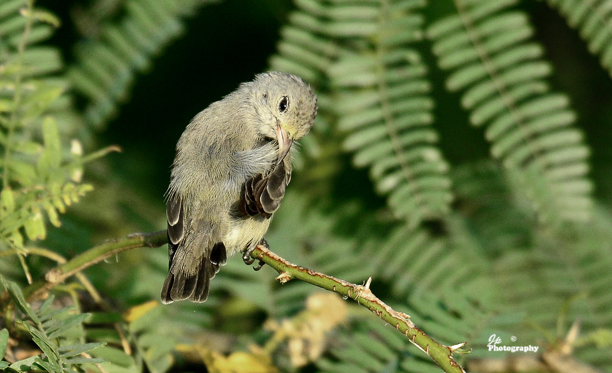 Sunbird
