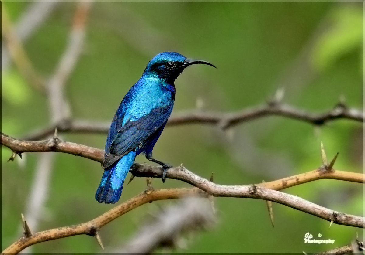 Sunbird