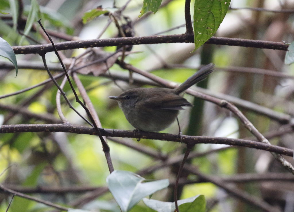 Sunda Bush Warbler