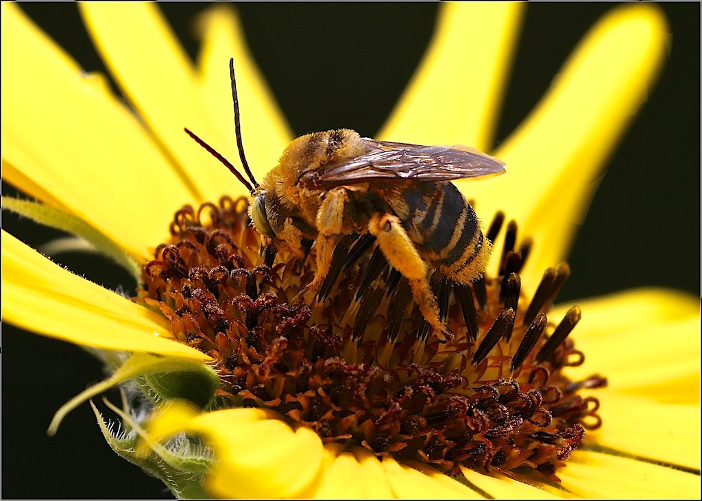 Sunflower Bee