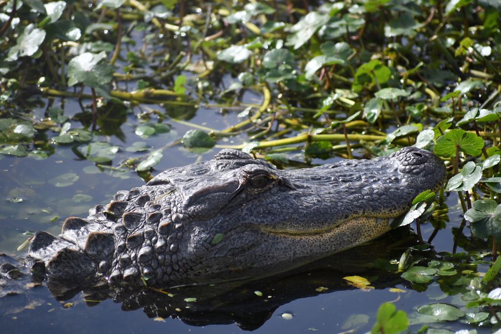 Sunning Gator